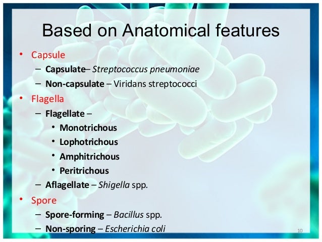 bacteria classification