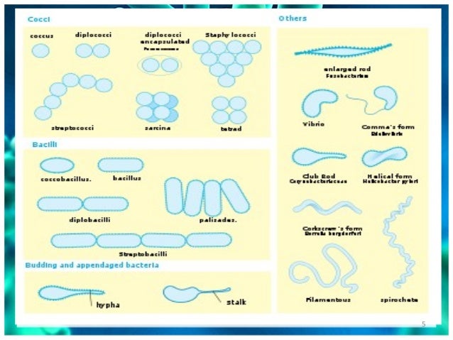 Classification of bacteria