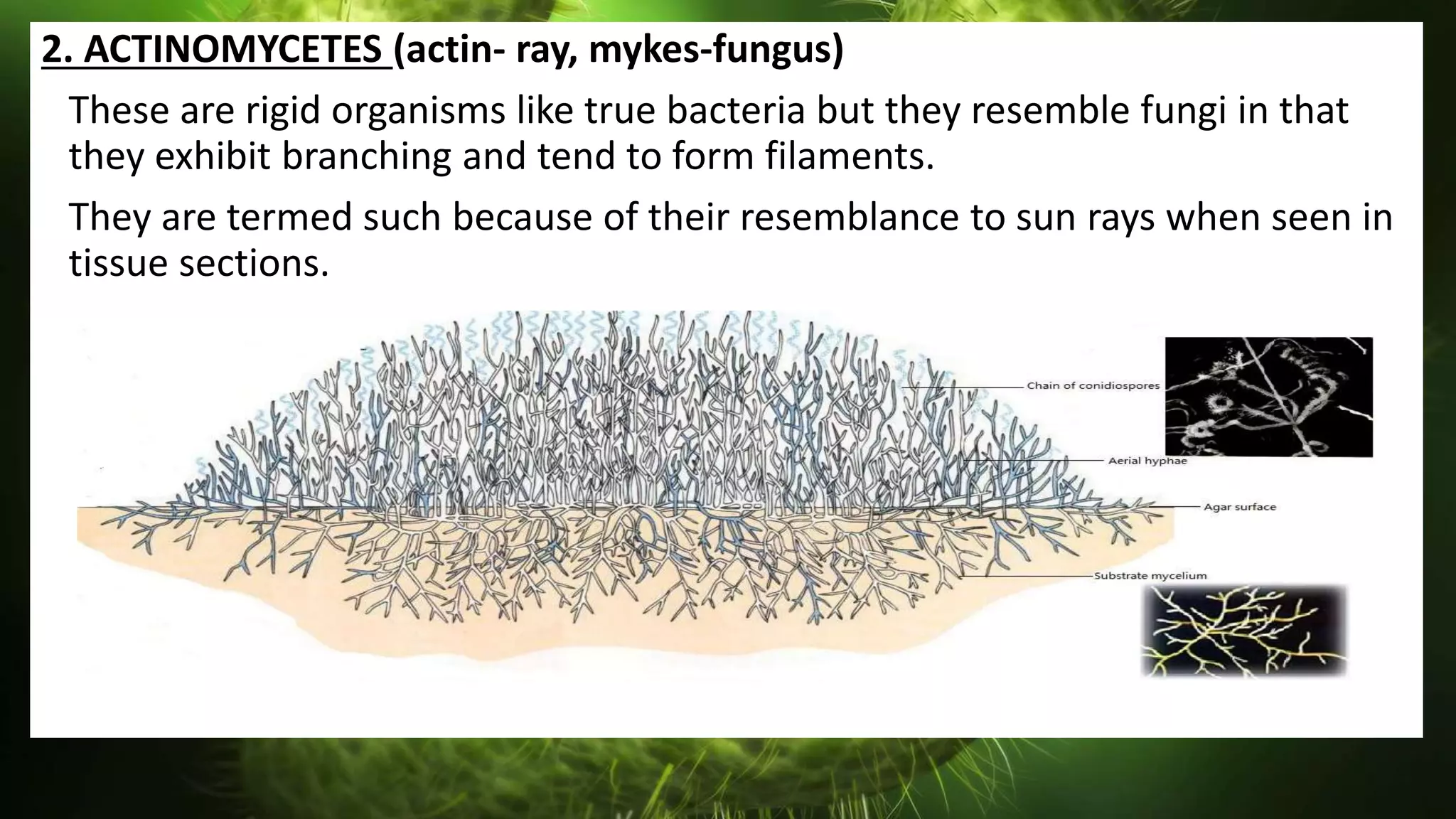 2. ACTINOMYCETES (actin- ray, mykes-fungus)
These are rigid organisms like true bacteria but they resemble fungi in that
they exhibit branching and tend to form filaments.
They are termed such because of their resemblance to sun rays when seen in
tissue sections.
 