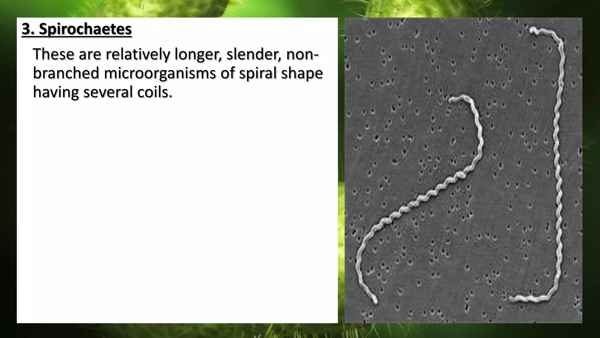 3. Spirochaetes
These are relatively longer, slender, non-
branched microorganisms of spiral shape
having several coils.
 