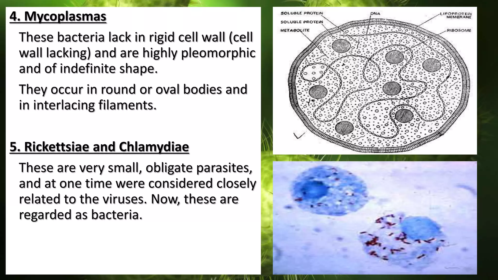 4. Mycoplasmas
These bacteria lack in rigid cell wall (cell
wall lacking) and are highly pleomorphic
and of indefinite shape.
They occur in round or oval bodies and
in interlacing filaments.
5. Rickettsiae and Chlamydiae
These are very small, obligate parasites,
and at one time were considered closely
related to the viruses. Now, these are
regarded as bacteria.
 
