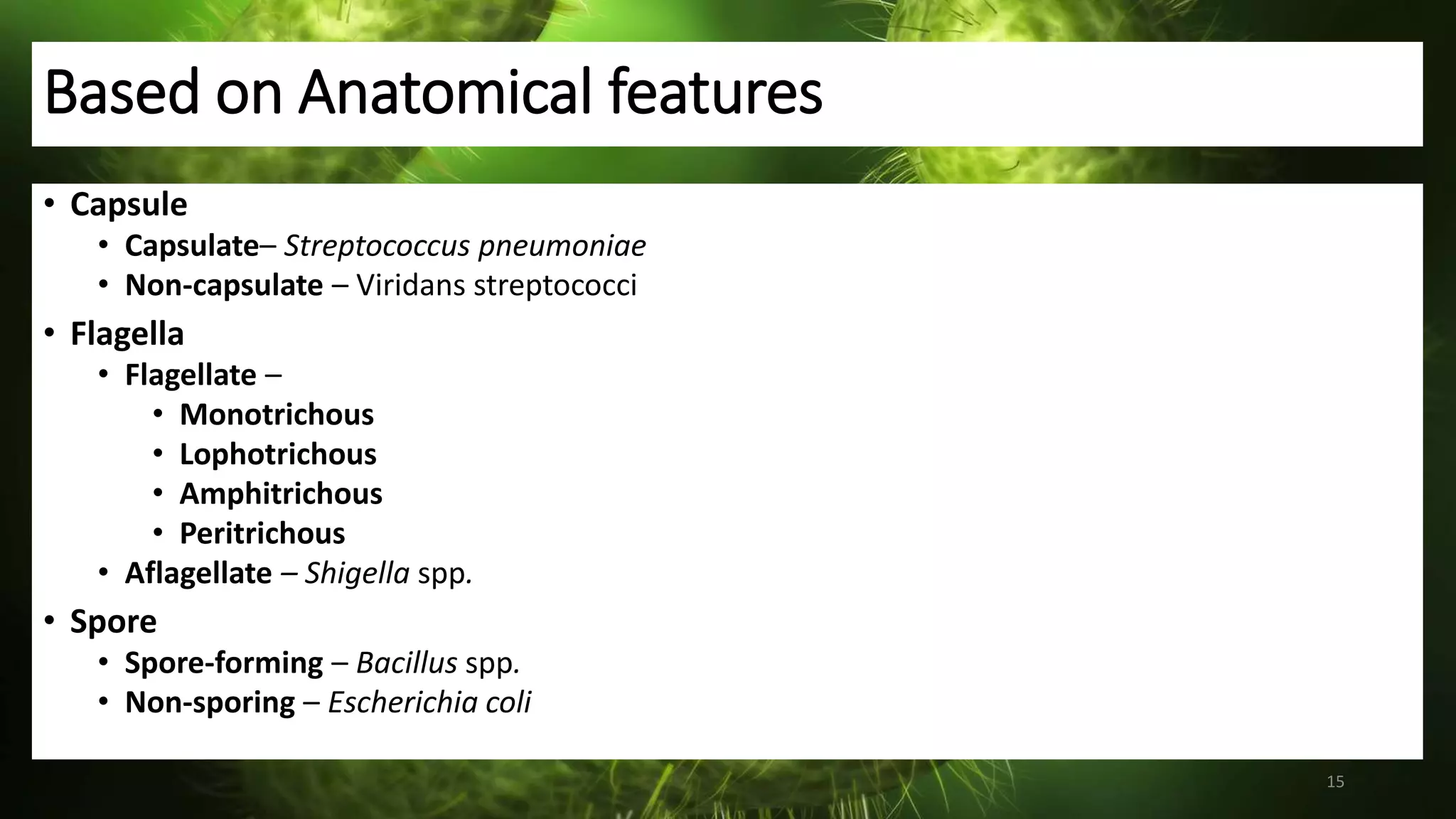 Based on Anatomical features
• Capsule
• Capsulate– Streptococcus pneumoniae
• Non-capsulate – Viridans streptococci
• Flagella
• Flagellate –
• Monotrichous
• Lophotrichous
• Amphitrichous
• Peritrichous
• Aflagellate – Shigella spp.
• Spore
• Spore-forming – Bacillus spp.
• Non-sporing – Escherichia coli
15
 