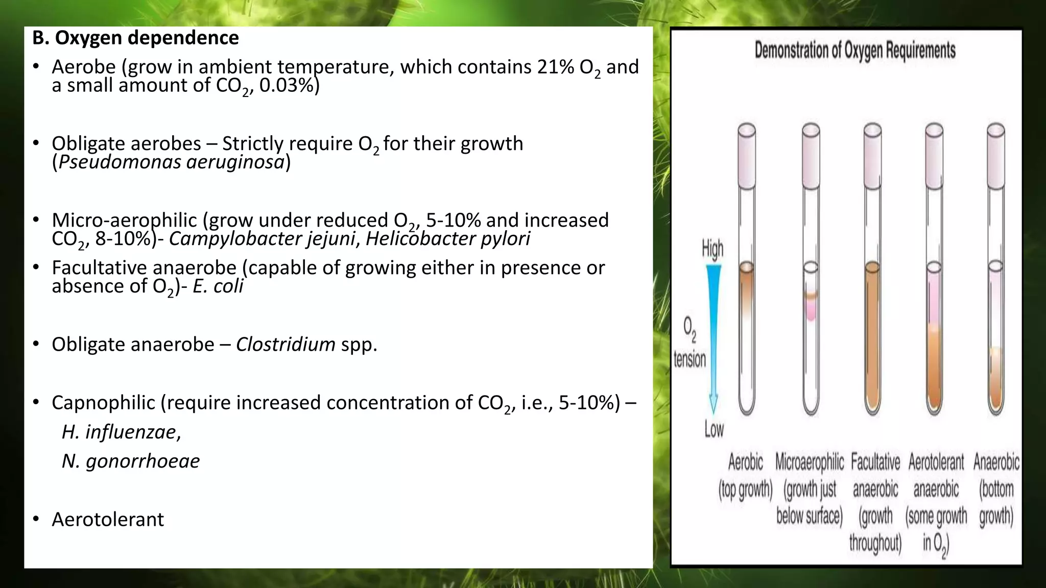 B. Oxygen dependence
• Aerobe (grow in ambient temperature, which contains 21% O2 and
a small amount of CO2, 0.03%)
• Obligate aerobes – Strictly require O2 for their growth
(Pseudomonas aeruginosa)
• Micro-aerophilic (grow under reduced O2, 5-10% and increased
CO2, 8-10%)- Campylobacter jejuni, Helicobacter pylori
• Facultative anaerobe (capable of growing either in presence or
absence of O2)- E. coli
• Obligate anaerobe – Clostridium spp.
• Capnophilic (require increased concentration of CO2, i.e., 5-10%) –
H. influenzae,
N. gonorrhoeae
• Aerotolerant
20
 