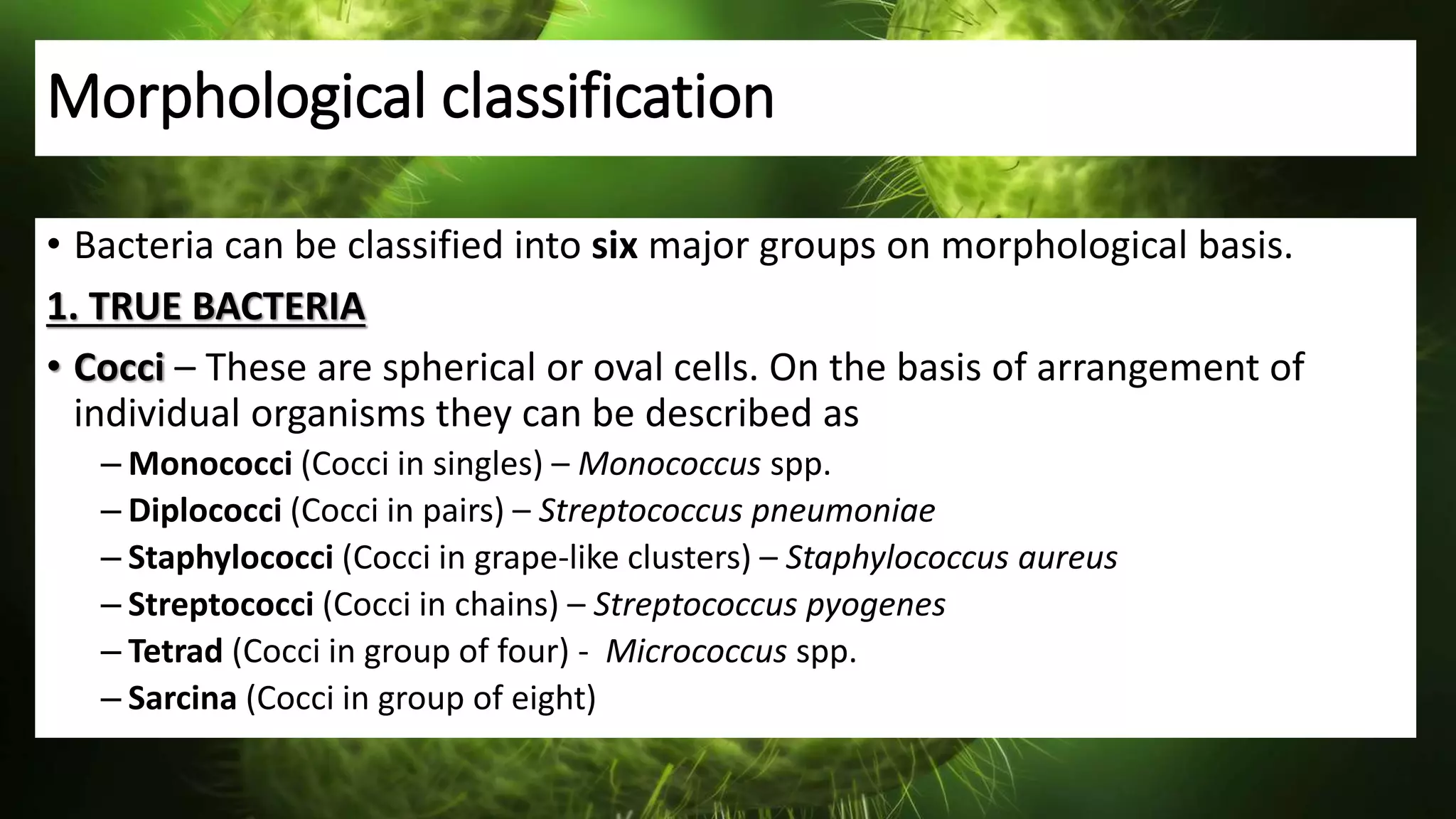 Morphological classification
• Bacteria can be classified into six major groups on morphological basis.
1. TRUE BACTERIA
• Cocci – These are spherical or oval cells. On the basis of arrangement of
individual organisms they can be described as
– Monococci (Cocci in singles) – Monococcus spp.
– Diplococci (Cocci in pairs) – Streptococcus pneumoniae
– Staphylococci (Cocci in grape-like clusters) – Staphylococcus aureus
– Streptococci (Cocci in chains) – Streptococcus pyogenes
– Tetrad (Cocci in group of four) - Micrococcus spp.
– Sarcina (Cocci in group of eight)
 
