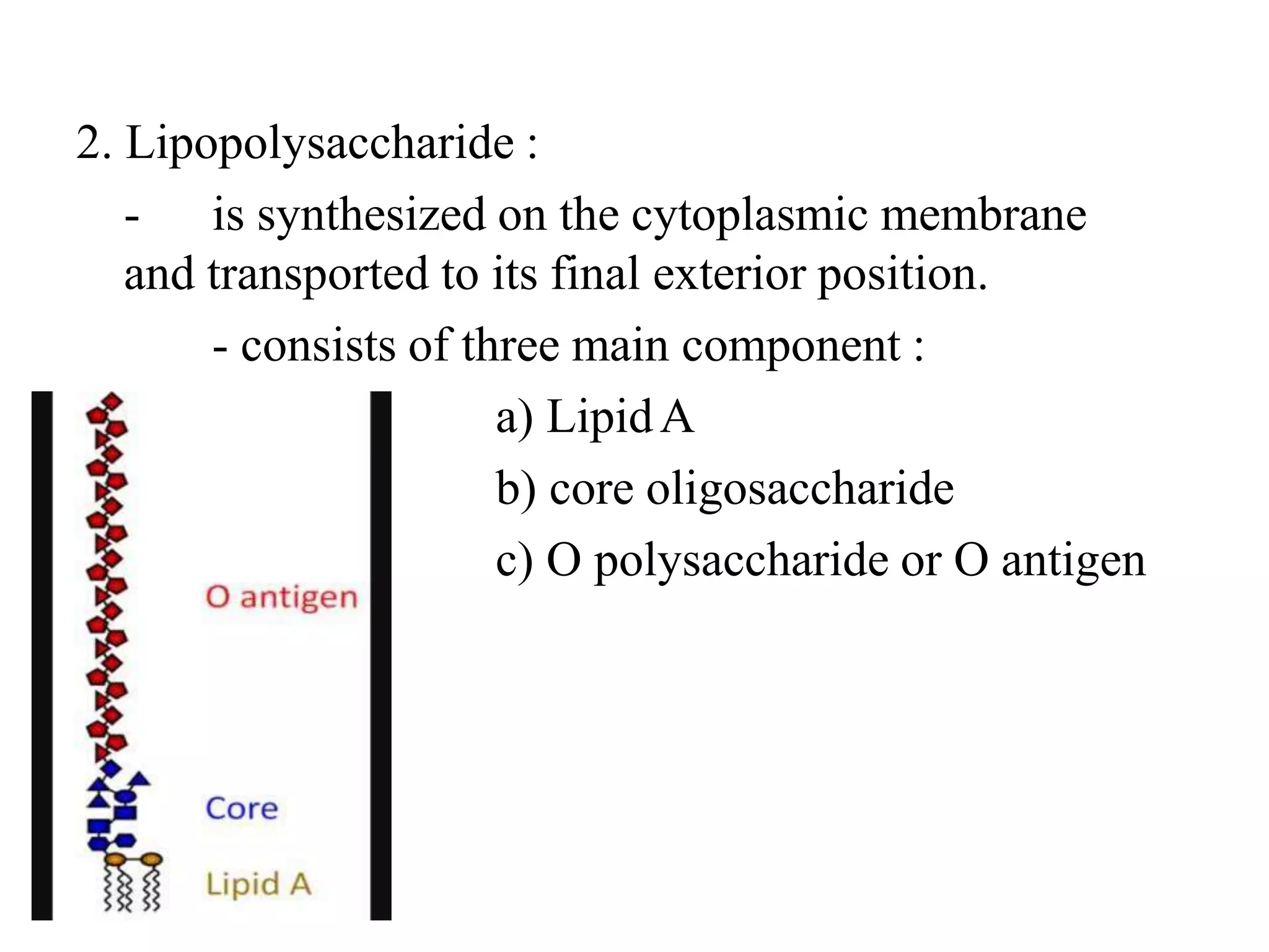 Classification Of Bacteria Pptx 