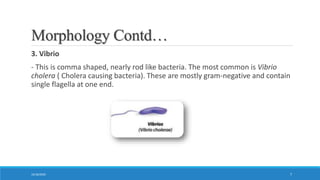 Classification of bacteria | PPTX