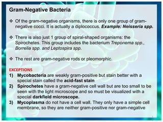 Gram-Negative Bacteria
 Of the gram-negative organisms, there is only one group of gram-
negative cocci. It is actually a diplococcus. Example: Neisseria spp.
 There is also just 1 group of spiral-shaped organisms: the
Spirochetes. This group includes the bacterium Treponema spp.,
Borrelia spp. and Leptospira spp.
 The rest are gram-negative rods or pleomorphic.
EXCEPTIONS
1) Mycobacteria are weakly gram-positive but stain better with a
special stain called the acid-fast stain
2) Spirochetes have a gram-negative cell wall but are too small to be
seen with the light microscope and so must be visualized with a
special darkfield microscope.
3) Mycoplasma do not have a cell wall. They only have a simple cell
membrane, so they are neither gram-positive nor gram-negative
1
0
 