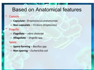 Based on Anatomical features
• Capsule
– Capsulate– Streptococcus pneumoniae
– Non-capsulate – Viridans streptococci
Flagella
– Flagellate – vibro cholerae
– Aflagellate – Shigella spp.
Spore
– Spore-forming – Bacillus spp.
– Non-sporing – Escherichia coli
•
10
1
1
 