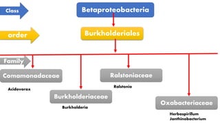 Class Betaproteobacteria
order Burkholderiales
Family
Comamonadaceae
Oxabacteriaceae
Burkholderiaceae
Ralstoniaceae
Acidovorax
Burkholderia
Ralstonia
Herbaspirillum
Janthinobacterium
 