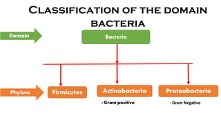 Classification of the domain
bacteria
Domain
Phylum
Bacteria
Firmicutes Proteobacteria
Actinobacteria
+Gram positive - Gram Negative
 