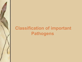 Classification of important
Pathogens
 