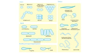 CLASSIFICATION OF BACTERIA FOR STUDENTS.pptx