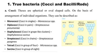 CLASSIFICATION OF BACTERIA FOR STUDENTS.pptx