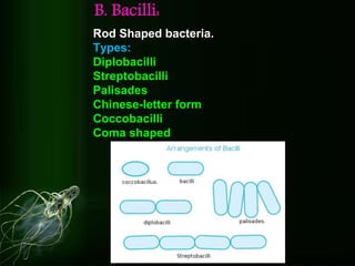 Classification of bacteria n virus | PPTX