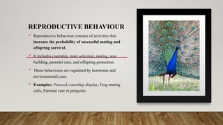 REPRODUCTIVE BEHAVIOUR
 Reproductive behaviour consists of activities that
increase the probability of successful mating and
offspring survival.
 It includes courtship, mate selection, mating, nest
building, parental care, and offspring protection.
 These behaviours are regulated by hormones and
environmental cues.
 Examples: Peacock courtship display, Frog mating
calls, Parental care in penguins.
 
