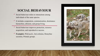 SOCIAL BEHAVIOUR
 Social behaviour refers to interactions among
individuals of the same species.
 It includes cooperation, communication, dominance
hierarchies, altruism, and group living.
 Social behaviour improves protection, resource
acquisition, and reproductive success.
 Examples: Wolf packs ,Ant colonies, Honeybee
societies, Primate groups.
 