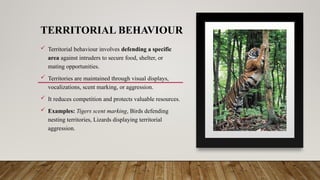 TERRITORIAL BEHAVIOUR
 Territorial behaviour involves defending a specific
area against intruders to secure food, shelter, or
mating opportunities.
 Territories are maintained through visual displays,
vocalizations, scent marking, or aggression.
 It reduces competition and protects valuable resources.
 Examples: Tigers scent marking, Birds defending
nesting territories, Lizards displaying territorial
aggression.
 