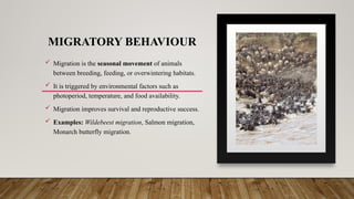 MIGRATORY BEHAVIOUR
 Migration is the seasonal movement of animals
between breeding, feeding, or overwintering habitats.
 It is triggered by environmental factors such as
photoperiod, temperature, and food availability.
 Migration improves survival and reproductive success.
 Examples: Wildebeest migration, Salmon migration,
Monarch butterfly migration.
 