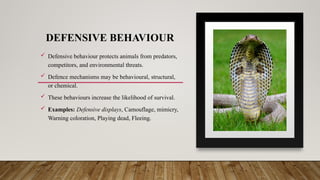DEFENSIVE BEHAVIOUR
 Defensive behaviour protects animals from predators,
competitors, and environmental threats.
 Defence mechanisms may be behavioural, structural,
or chemical.
 These behaviours increase the likelihood of survival.
 Examples: Defensive displays, Camouflage, mimicry,
Warning coloration, Playing dead, Fleeing.
 