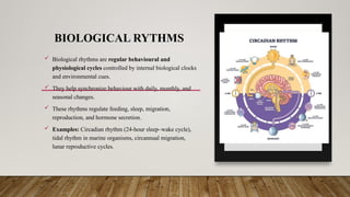 BIOLOGICAL RYTHMS
 Biological rhythms are regular behavioural and
physiological cycles controlled by internal biological clocks
and environmental cues.
 They help synchronize behaviour with daily, monthly, and
seasonal changes.
 These rhythms regulate feeding, sleep, migration,
reproduction, and hormone secretion.
 Examples: Circadian rhythm (24-hour sleep–wake cycle),
tidal rhythm in marine organisms, circannual migration,
lunar reproductive cycles.
 