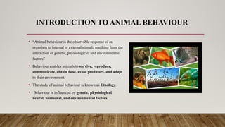 INTRODUCTION TO ANIMAL BEHAVIOUR
• “Animal behaviour is the observable response of an
organism to internal or external stimuli, resulting from the
interaction of genetic, physiological, and environmental
factors”
• Behaviour enables animals to survive, reproduce,
communicate, obtain food, avoid predators, and adapt
to their environment.
• The study of animal behaviour is known as Ethology.
• Behaviour is influenced by genetic, physiological,
neural, hormonal, and environmental factors.
 