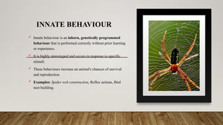 INNATE BEHAVIOUR
 Innate behaviour is an inborn, genetically programmed
behaviour that is performed correctly without prior learning
or experience.
 It is highly stereotyped and occurs in response to specific
stimuli.
 These behaviours increase an animal's chances of survival
and reproduction.
 Examples: Spider web construction, Reflex actions, Bird
nest building.
 