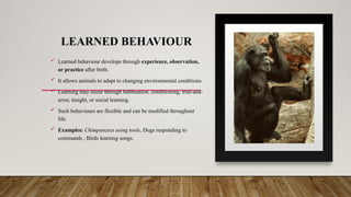 LEARNED BEHAVIOUR
 Learned behaviour develops through experience, observation,
or practice after birth.
 It allows animals to adapt to changing environmental conditions.
 Learning may occur through habituation, conditioning, trial-and-
error, insight, or social learning.
 Such behaviours are flexible and can be modified throughout
life.
 Examples: Chimpanzees using tools, Dogs responding to
commands , Birds learning songs.
 