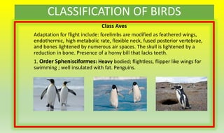 CLASSIFICATION OF BIRDS
Class Aves
Adaptation for flight include: forelimbs are modified as feathered wings,
endothermic, high metabolic rate, flexible neck, fused posterior vertebrae,
and bones lightened by numerous air spaces. The skull is lightened by a
reduction in bone. Presence of a horny bill that lacks teeth.
1. Order Sphenisciformes: Heavy bodied; flightless, flipper like wings for
swimming ; well insulated with fat. Penguins.
 