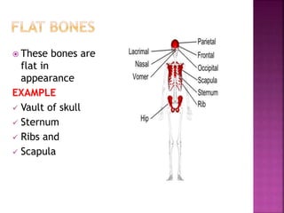 Bones and its classification | PPTX