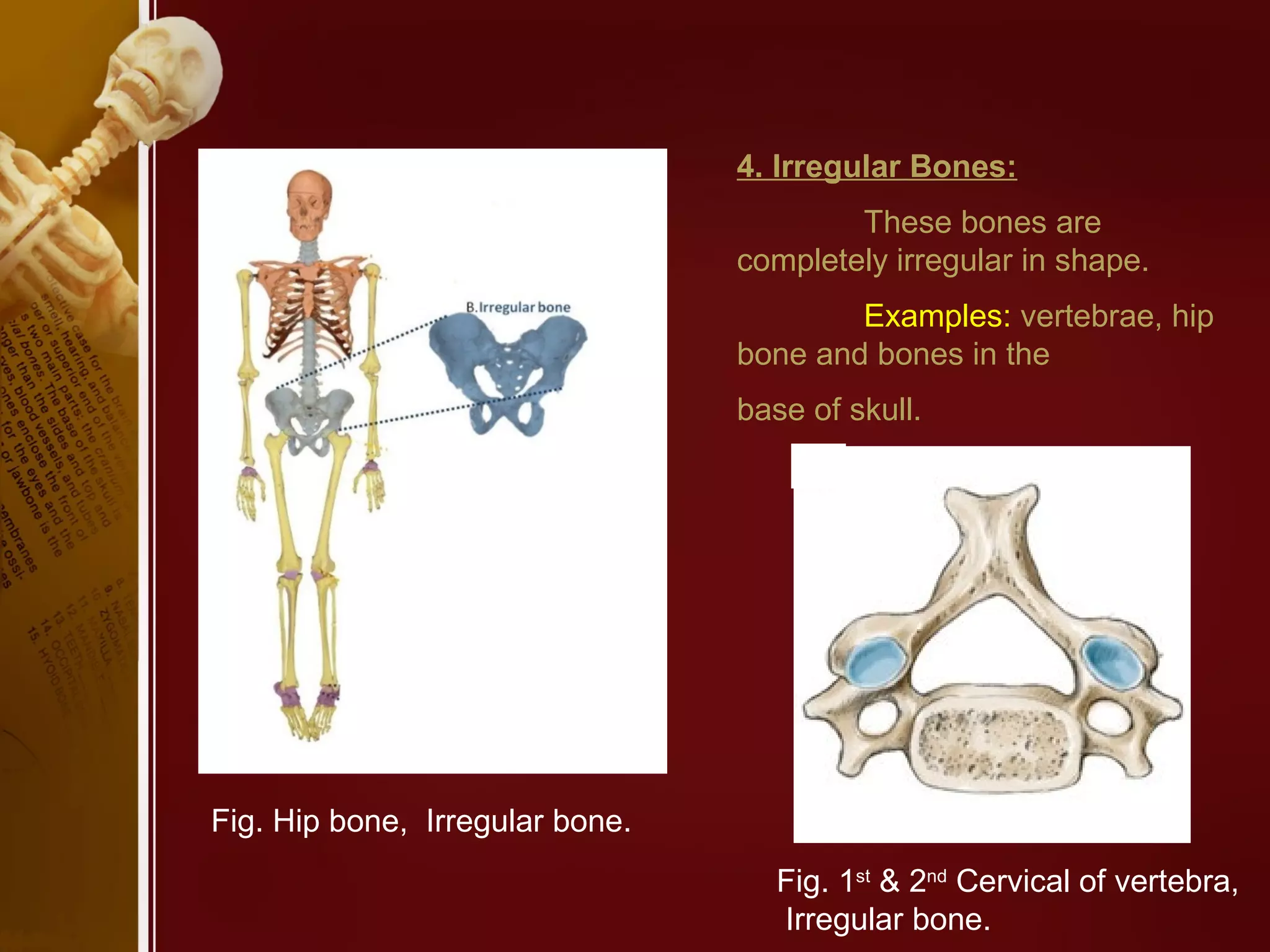 Classification of bones (anatomy) | PPT
