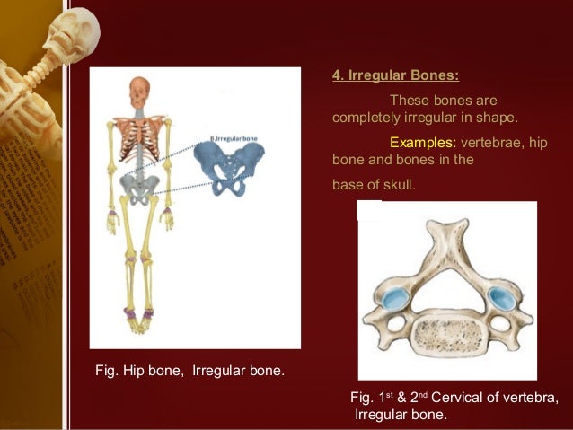 Classification of bones (anatomy)