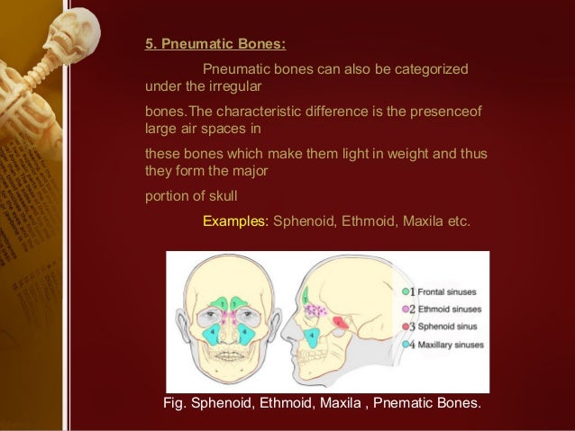 Classification of bones (anatomy)