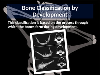 Comprehensive Classification of Human Bones: Types, Composition, and ...