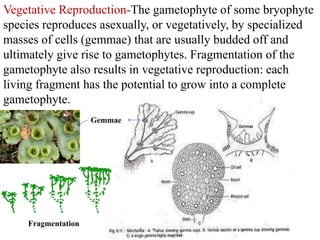 Vegetative Reproduction-The gametophyte of some bryophyte
species reproduces asexually, or vegetatively, by specialized
masses of cells (gemmae) that are usually budded off and
ultimately give rise to gametophytes. Fragmentation of the
gametophyte also results in vegetative reproduction: each
living fragment has the potential to grow into a complete
gametophyte.
Fragmentation
Gemmae
 