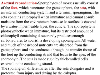 Asexual reproduction-Sporophytes of mosses usually consist
of the foot, which penetrates the gametophore, the seta, with
an internal conducting system, and a terminal sporangium. The
seta contains chlorophyll when immature and cannot absorb
moisture from the environment because its surface is covered
by a water-impermeable layer, the cuticle. The sporophyte is
photosynthetic when immature, but its restricted amount of
chlorophyll-containing tissue rarely produces enough
carbohydrates to nourish a developing sporangium. All water
and much of the needed nutrients are absorbed from the
gametophore and are conducted through the transfer tissue of
the foot up the conducting strand that leads to the apex of the
sporophyte. The seta is made rigid by thick-walled cells
external to the conducting strand.
The sporangium differentiates after the seta elongates and is
protected from injury and drying by the calyptra.
 