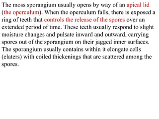 The moss sporangium usually opens by way of an apical lid
(the operculum). When the operculum falls, there is exposed a
ring of teeth that controls the release of the spores over an
extended period of time. These teeth usually respond to slight
moisture changes and pulsate inward and outward, carrying
spores out of the sporangium on their jagged inner surfaces.
The sporangium usually contains within it elongate cells
(elaters) with coiled thickenings that are scattered among the
spores.
 