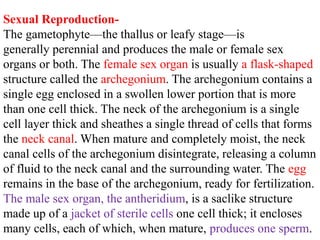 Sexual Reproduction-
The gametophyte—the thallus or leafy stage—is
generally perennial and produces the male or female sex
organs or both. The female sex organ is usually a flask-shaped
structure called the archegonium. The archegonium contains a
single egg enclosed in a swollen lower portion that is more
than one cell thick. The neck of the archegonium is a single
cell layer thick and sheathes a single thread of cells that forms
the neck canal. When mature and completely moist, the neck
canal cells of the archegonium disintegrate, releasing a column
of fluid to the neck canal and the surrounding water. The egg
remains in the base of the archegonium, ready for fertilization.
The male sex organ, the antheridium, is a saclike structure
made up of a jacket of sterile cells one cell thick; it encloses
many cells, each of which, when mature, produces one sperm.
 