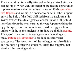 The antheridium is usually attached to the gametophyte by a
slender stalk. When wet, the jacket of the mature antheridium
ruptures to release the sperm into the water. Each sperm has
two flagella and swims in a corkscrew pattern. When a sperm
enters the field of the fluid diffused from the neck canal, it
swims toward the site of greatest concentration of this fluid,
therefore down the neck canal to the egg. Upon reaching the
egg, the sperm burrows into its wall, and the egg nucleus
unites with the sperm nucleus to produce the diploid zygote.
The zygote remains in the archegonium and undergoes
many mitotic cell divisions to produce an embryonic
sporophyte. The lower cells of the archegonium also divide
and produce a protective structure, called the calyptra, that
sheathes the growing embryo.
 