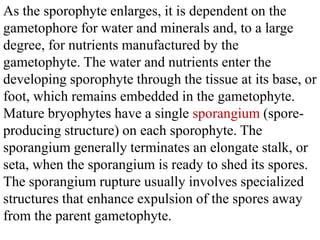 As the sporophyte enlarges, it is dependent on the
gametophore for water and minerals and, to a large
degree, for nutrients manufactured by the
gametophyte. The water and nutrients enter the
developing sporophyte through the tissue at its base, or
foot, which remains embedded in the gametophyte.
Mature bryophytes have a single sporangium (spore-
producing structure) on each sporophyte. The
sporangium generally terminates an elongate stalk, or
seta, when the sporangium is ready to shed its spores.
The sporangium rupture usually involves specialized
structures that enhance expulsion of the spores away
from the parent gametophyte.
 