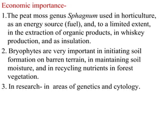 Economic importance-
1.The peat moss genus Sphagnum used in horticulture,
as an energy source (fuel), and, to a limited extent,
in the extraction of organic products, in whiskey
production, and as insulation.
2. Bryophytes are very important in initiating soil
formation on barren terrain, in maintaining soil
moisture, and in recycling nutrients in forest
vegetation.
3. In research- in areas of genetics and cytology.
 