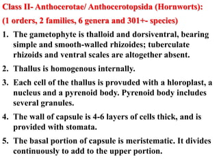 Class II- Anthocerotae/ Anthocerotopsida (Hornworts):
(1 orders, 2 families, 6 genera and 301+- species)
1. The gametophyte is thalloid and dorsiventral, bearing
simple and smooth-walled rhizoides; tuberculate
rhizoids and ventral scales are altogether absent.
2. Thallus is homogenous internally.
3. Each cell of the thallus is provuded with a hloroplast, a
nucleus and a pyrenoid body. Pyrenoid body includes
several granules.
4. The wall of capsule is 4-6 layers of cells thick, and is
provided with stomata.
5. The basal portion of capsule is meristematic. It divides
continuously to add to the upper portion.
 