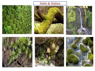 Habit & Habitat
 