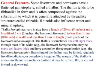 General Features- Some liverworts and hornworts have a
flattened gametophyte, called a thallus. The thallus tends to be
ribbonlike in form and is often compressed against the
substratum to which it is generally attached by threadlike
structures called rhizoids. Rhizoids also influence water and
mineral uptake.
Thallus bryophytes vary in size from a length of 20 cm (8 inches) and a
breadth of 5 cm (2 inches; the liverwort Monoclea) to less than 1 mm
(0.04 inch) in width and less than 1 mm in length (male plants of the
liverwort Sphaerocarpos). The thallus is sometimes one cell layer thick
through most of its width (e.g., the liverwort Metzgeria) but may be
many cell layers thick and have a complex tissue organization (e.g., the
liverwort Marchantia). Branching of the thallus may be forked, regularly
frondlike, digitate, or completely irregular. The margin of the thallus is
often smooth but is sometimes toothed; it may be ruffled, flat, or curved
inward or downward.
 
