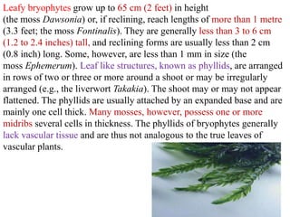 Leafy bryophytes grow up to 65 cm (2 feet) in height
(the moss Dawsonia) or, if reclining, reach lengths of more than 1 metre
(3.3 feet; the moss Fontinalis). They are generally less than 3 to 6 cm
(1.2 to 2.4 inches) tall, and reclining forms are usually less than 2 cm
(0.8 inch) long. Some, however, are less than 1 mm in size (the
moss Ephemerum). Leaf like structures, known as phyllids, are arranged
in rows of two or three or more around a shoot or may be irregularly
arranged (e.g., the liverwort Takakia). The shoot may or may not appear
flattened. The phyllids are usually attached by an expanded base and are
mainly one cell thick. Many mosses, however, possess one or more
midribs several cells in thickness. The phyllids of bryophytes generally
lack vascular tissue and are thus not analogous to the true leaves of
vascular plants.
 