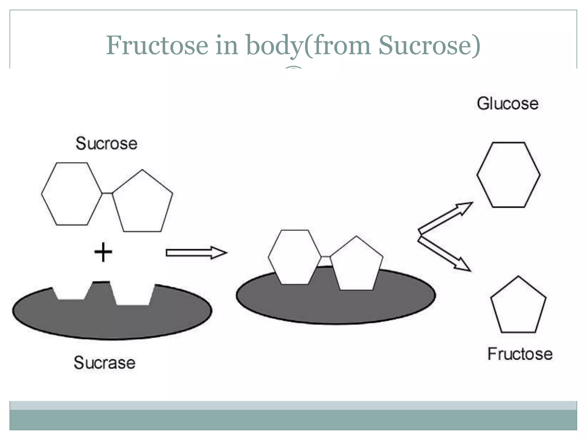 Fructose in body(from Sucrose)