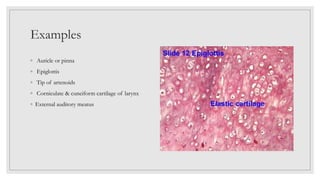 Examples
◦ Auricle or pinna
◦ Epiglottis
◦ Tip of artenoids
◦ Corniculate & cuneiform cartilage of larynx
◦ External auditory meatus
 