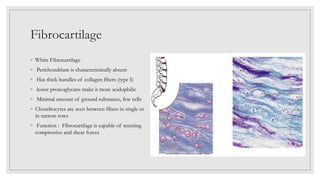 Fibrocartilage
◦ White Fibrocartilage
◦ Perichondrium is characteristically absent
◦ Has thick bundles of collagen fibers (type I)
◦ lesser proteoglycans make it more acidophilic
◦ Minimal amount of ground substance, few cells
◦ Chondrocytes are seen between fibers in single or
in narrow rows
◦ Function : Fibrocartilage is capable of resisting
compressive and shear forces
 
