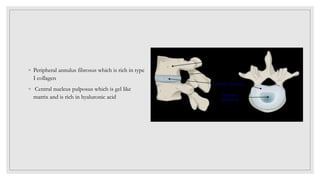 ◦ Peripheral annulus fibrosus which is rich in type
I collagen
◦ Central nucleus pulposus which is gel like
matrix and is rich in hyaluronic acid
 