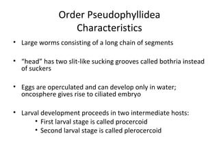 Order Pseudophyllidea
Characteristics
• Large worms consisting of a long chain of segments
• “head” has two slit-like sucking grooves called bothria instead
of suckers
• Eggs are operculated and can develop only in water;
oncosphere gives rise to ciliated embryo
• Larval development proceeds in two intermediate hosts:
• First larval stage is called procercoid
• Second larval stage is called plerocercoid
 
