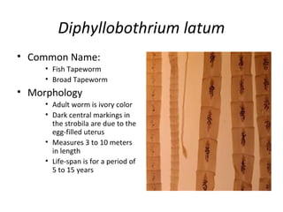 Diphyllobothrium latum
• Common Name:
• Fish Tapeworm
• Broad Tapeworm
• Morphology
• Adult worm is ivory color
• Dark central markings in
the strobila are due to the
egg-filled uterus
• Measures 3 to 10 meters
in length
• Life-span is for a period of
5 to 15 years
 